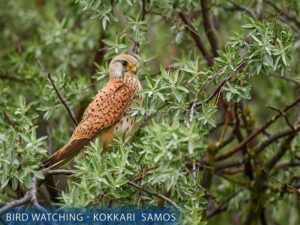Activities Kokkari Samos Greece