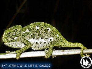 Activities Kokkari Samos Greece