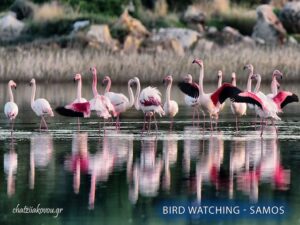 Activities Kokkari Samos Greece